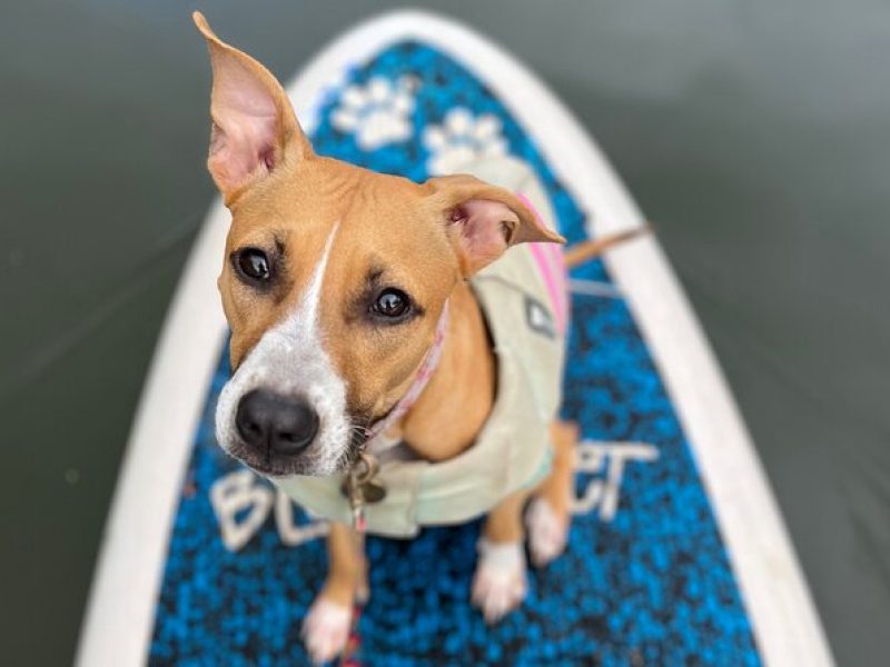 Private Paddle Boarding in Haleiwa with Rescue Dogs