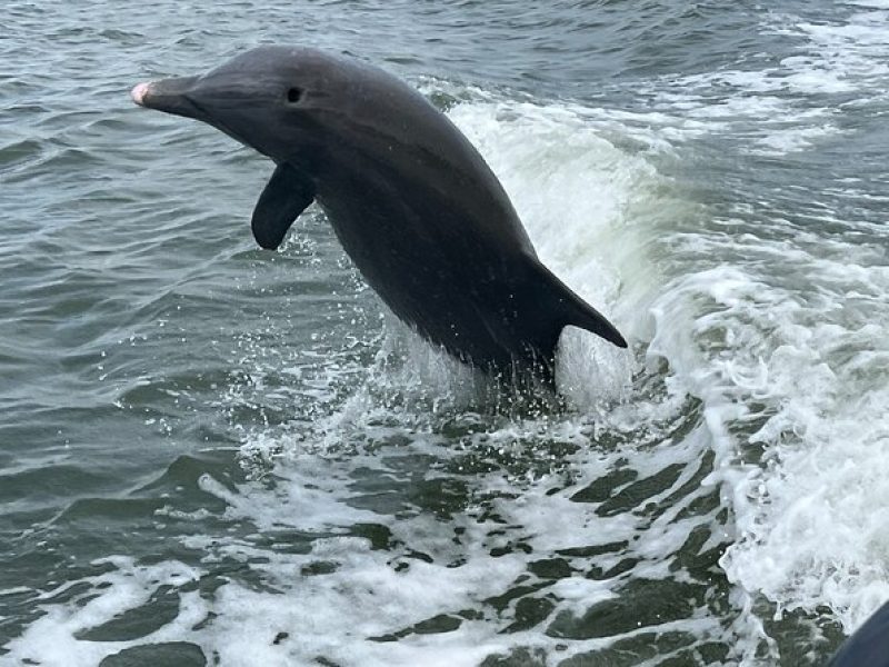 Half Day Shelling Dolphin Eco Tour in 10 000 Island and Marco