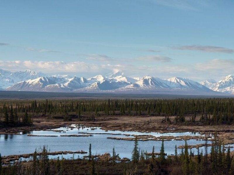 Authentical Denali Tour from Denali Park and Fairbanks