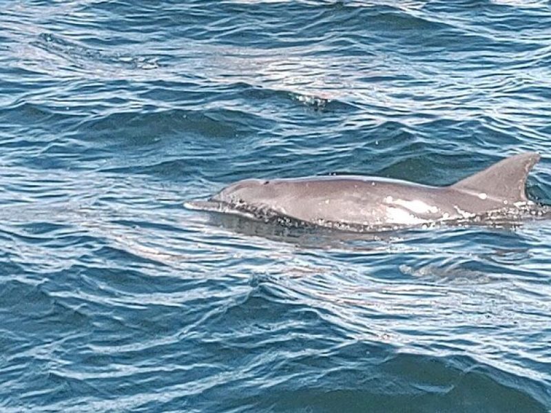 2 Hours Swim with the Dolphins in Panama City