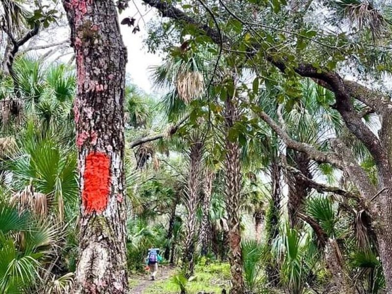 Guided Day Hike Through Florida's wild Backcountry.