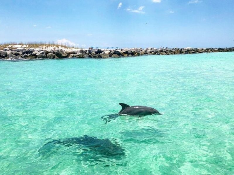 3 Hour Dolphin Tour and Snorkeling in Shell Island