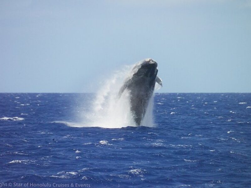 Early Bird Whale Watching Cruise from Waikiki