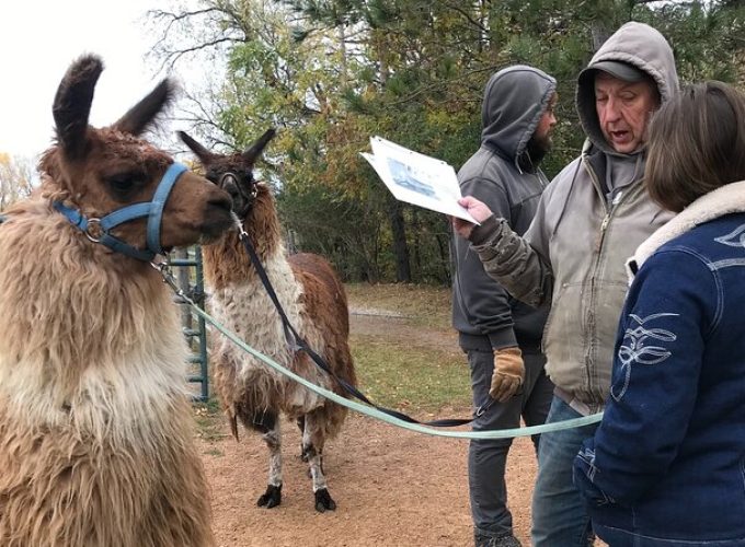 Small-Group Llama Encounter in Livingston