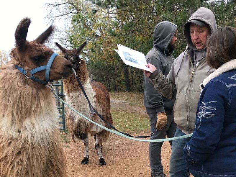 Small-Group Llama Encounter in Livingston