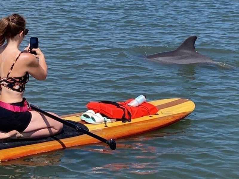 Dolphin and Manatee Adventure tour of Osprey with Florida History