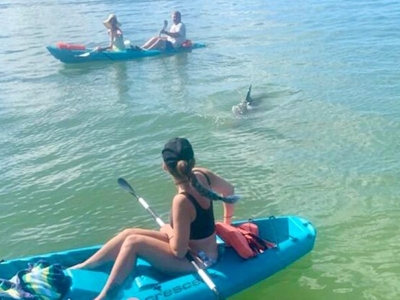 Dolphin and Manatee Kayak Tour of Daytona Beach