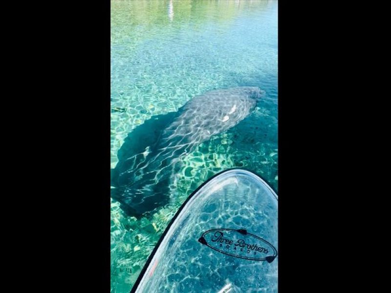 Manatees, Monkeys and Florida Natural Spring Adventure Tour