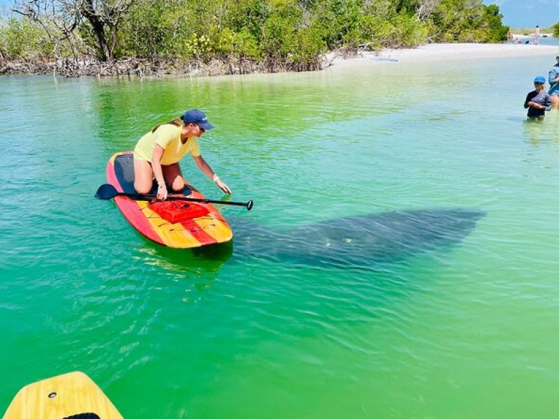 Dolphin and Manatee Adventure Tour of Fort Myers