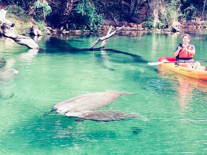 Orlando Manatee and Natural Spring Adventure Tour at Blue Springs