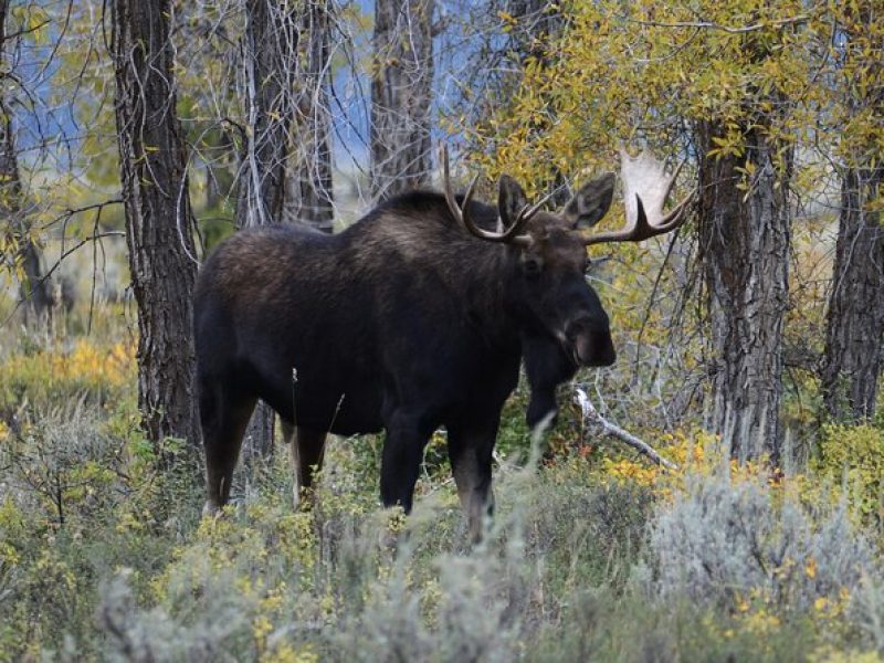 Full Day Private Yellowstone National Park Lower Loop Adventure