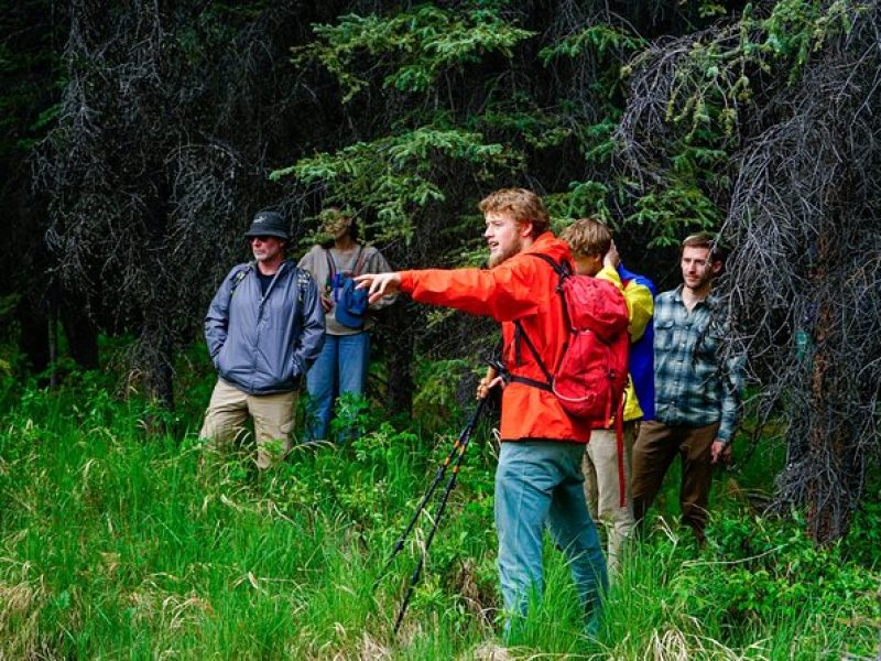 3 Hour Naturalist Walking Tour in Denali National Park