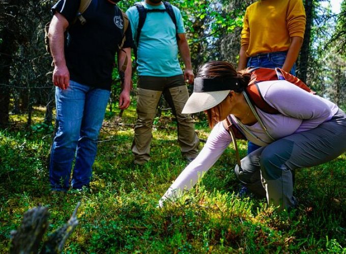 4 Hour Off-Trail Hiking Tour in Denali