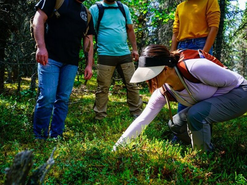 4 Hour Off-Trail Hiking Tour in Denali