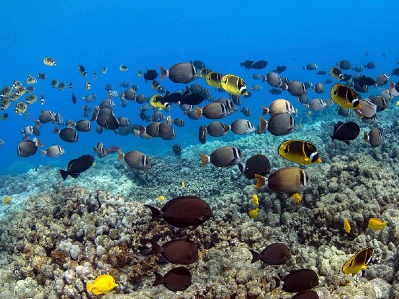 Kealakekua Bay (Captain Cook) Snorkeling