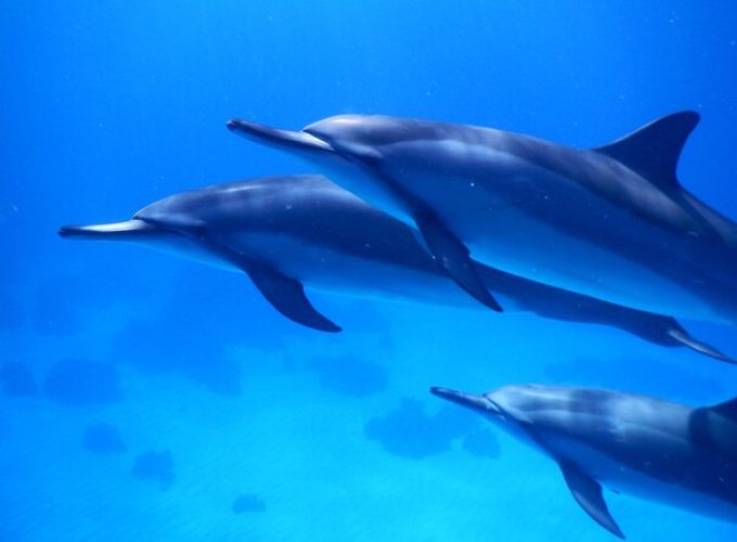 2-Hour Dolphin Watching and Double Reef with Snorkel in Hawaii