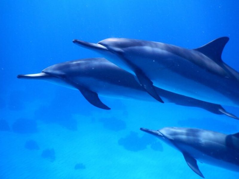 2-Hour Dolphin Watching and Double Reef with Snorkel in Hawaii