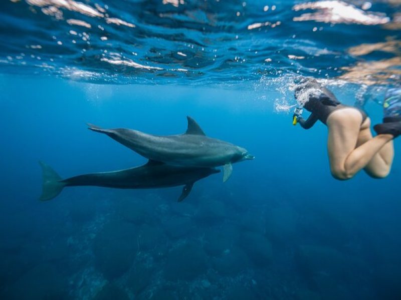 Swim With Dolphins & Turtles in West Oahu (Semi-Private Tours)