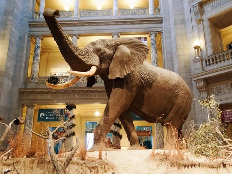 Smithsonian Museum of Natural History – Exclusive Guided Tour