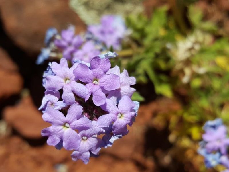 Private 3-Hour Sedona Metaphysical Photography Tour