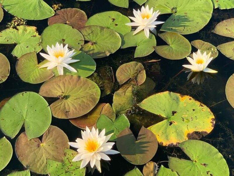 Mystical Private Kayak and Canoe Tours on Caddo Lake