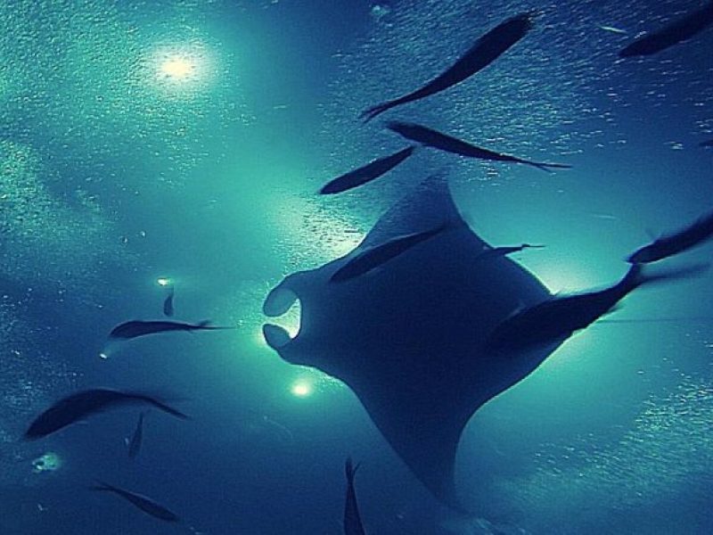 Manta Magic – Night Manta Ray Snorkel At Manta Village, Kona, Hawaii