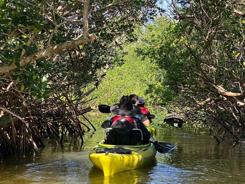 Manatee and Dolphin Kayak Tour