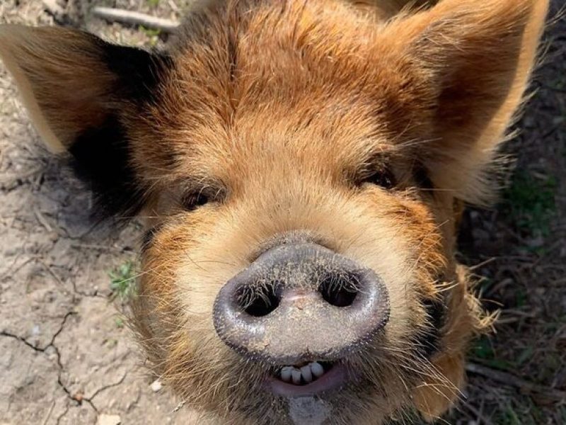 KuneKune Pig Farm Tour