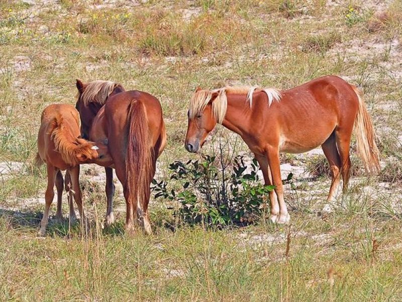 2-hour Outer Banks Wild Horse Tour by 4WD Truck