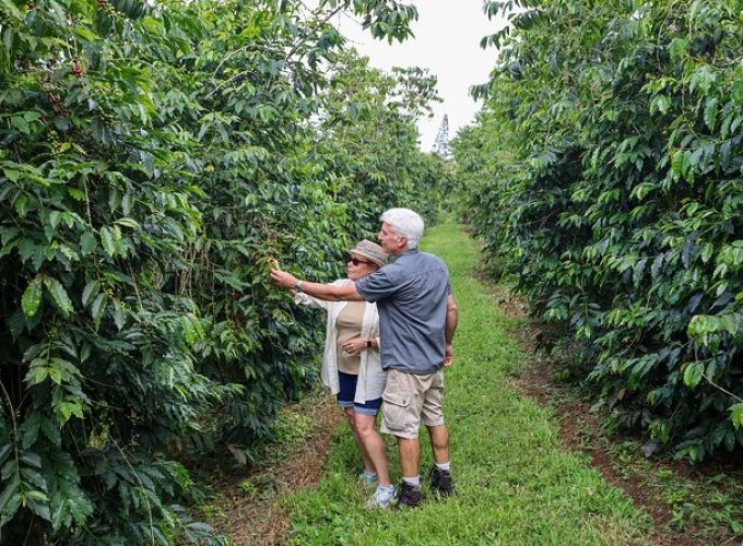 Kona Coffee from Crop to Cup: Private Coffee Farm Tour in Hawaii