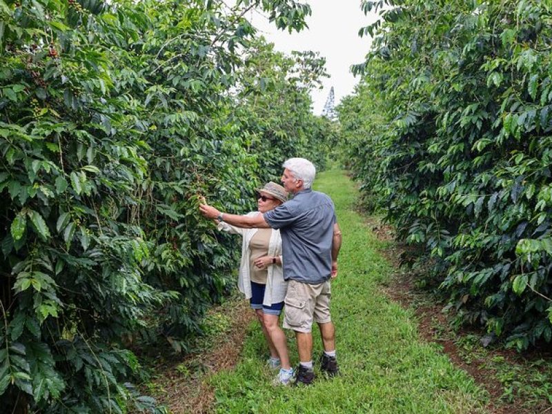 Kona Coffee from Crop to Cup: Private Coffee Farm Tour in Hawaii