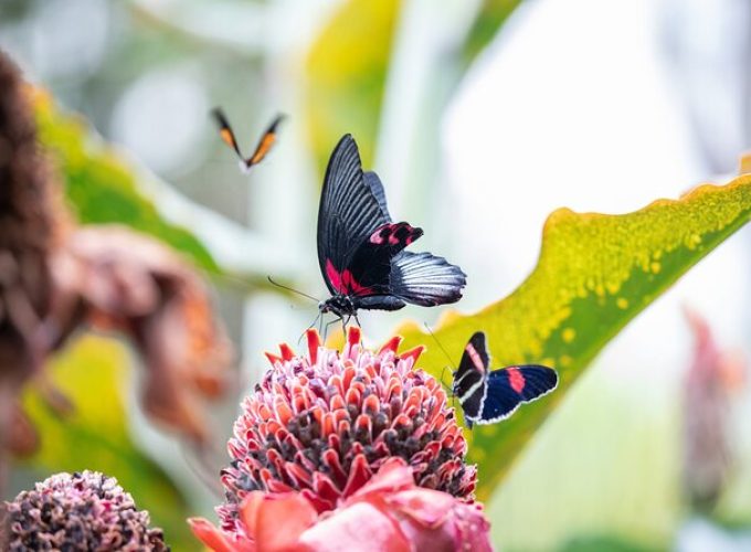 Houston Museum of Natural Science and Cockrell Butterfly Center