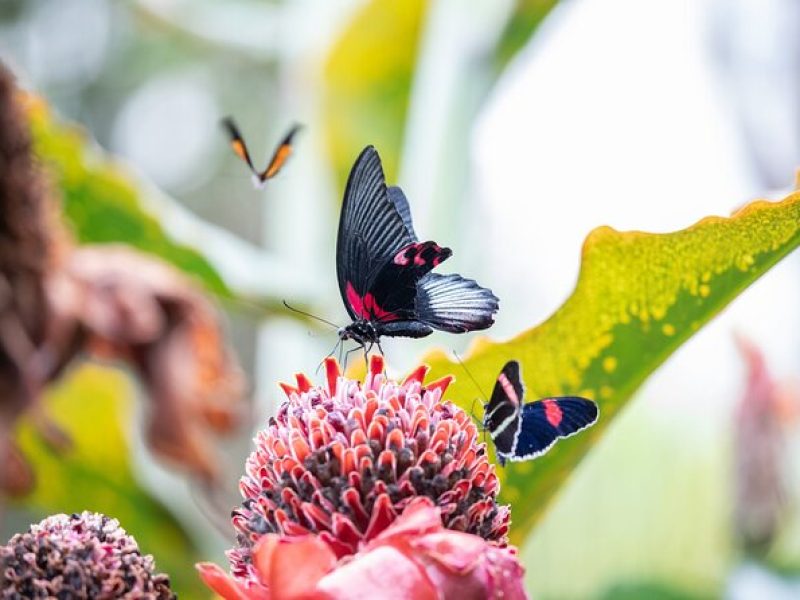 Houston Museum of Natural Science and Cockrell Butterfly Center