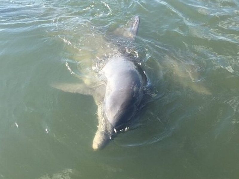 Private Charleston Dolphin and Eco Boat Tour