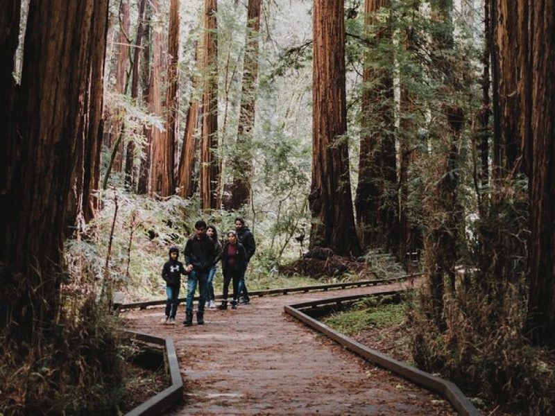 Private Tour of John Muir Redwoods and Sausalito