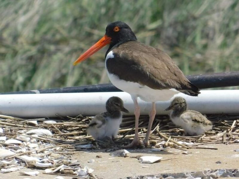 Wetlands Safari Cruise (Birding By Boat)