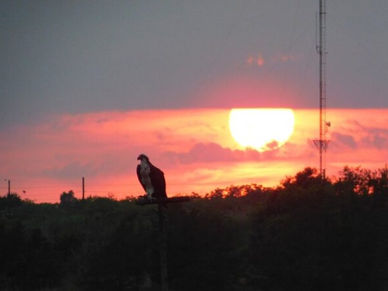 2-Hour Sunset Safari Eco Cruise from Cape May