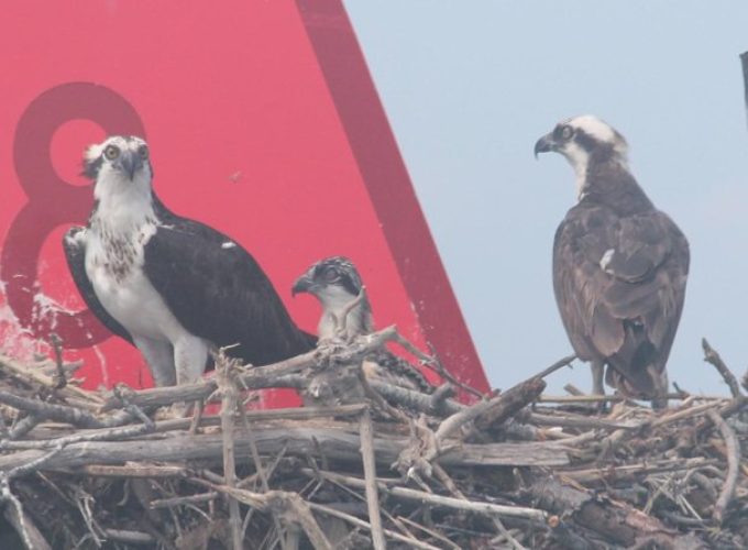 Birding By Boat on the Osprey