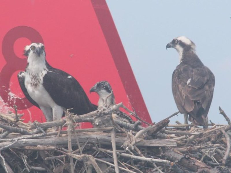 Birding By Boat on the Osprey