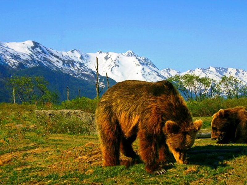 Glacier View & Wildlife Anchorage Adventure Tour