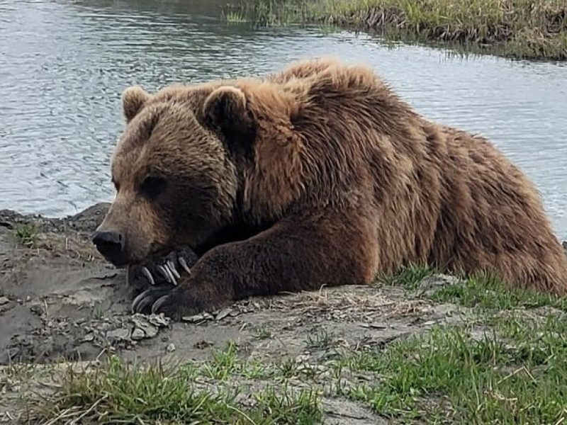 VIP Tour from Anchorage to Alaska Wildlife Conservation Center