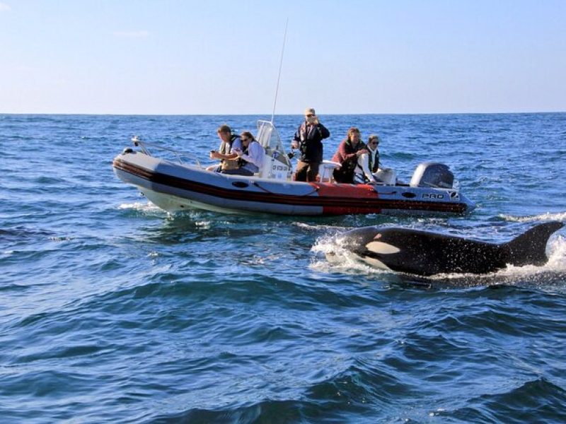 Whale and Dolphin Watching in San Diego