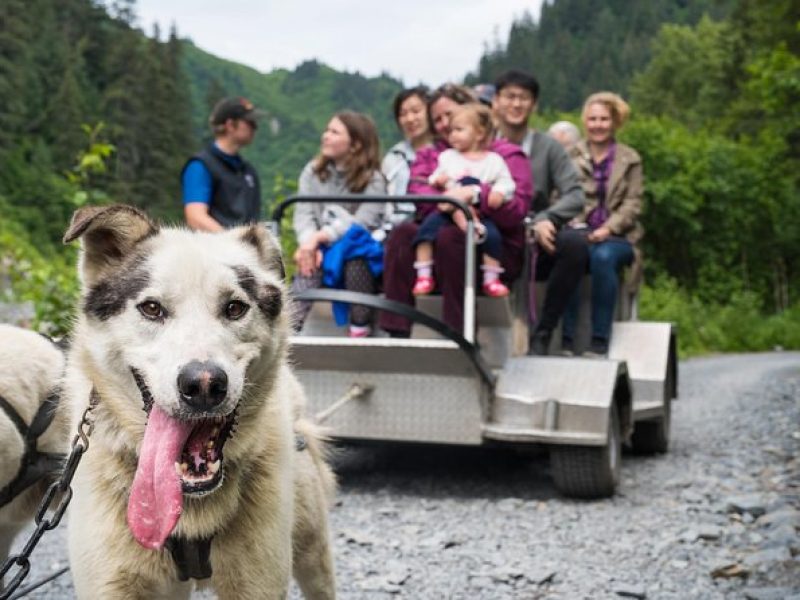 Wilderness Dog Sled Ride and Tour in Seward