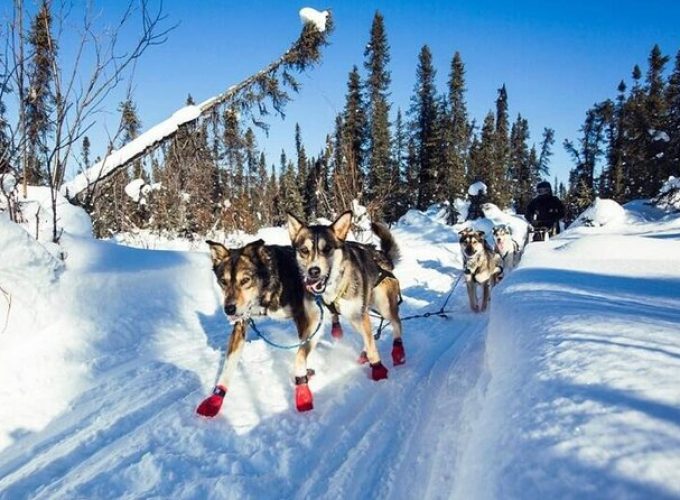 South Anchorage Turnagain Pass Spring Dog Sledding