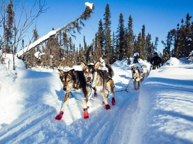 South Anchorage Turnagain Pass Spring Dog Sledding