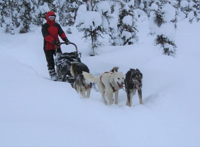 Small-Group Dog Sledding Experience in Sterling