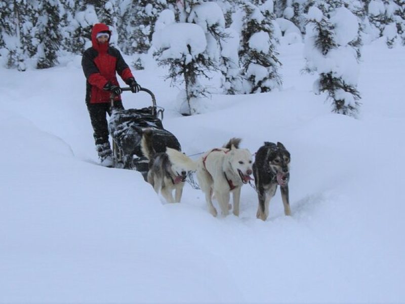 Small-Group Dog Sledding Experience in Sterling