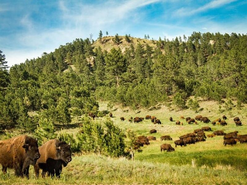 Full-Day Private Sightseeing Tour in South Dakota