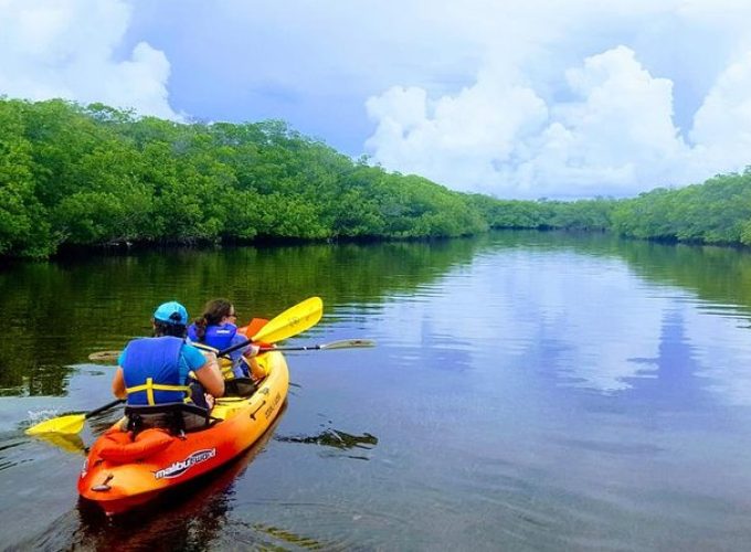 Explore Mangrove Creeks with an All Day SUP/single kayak Rental