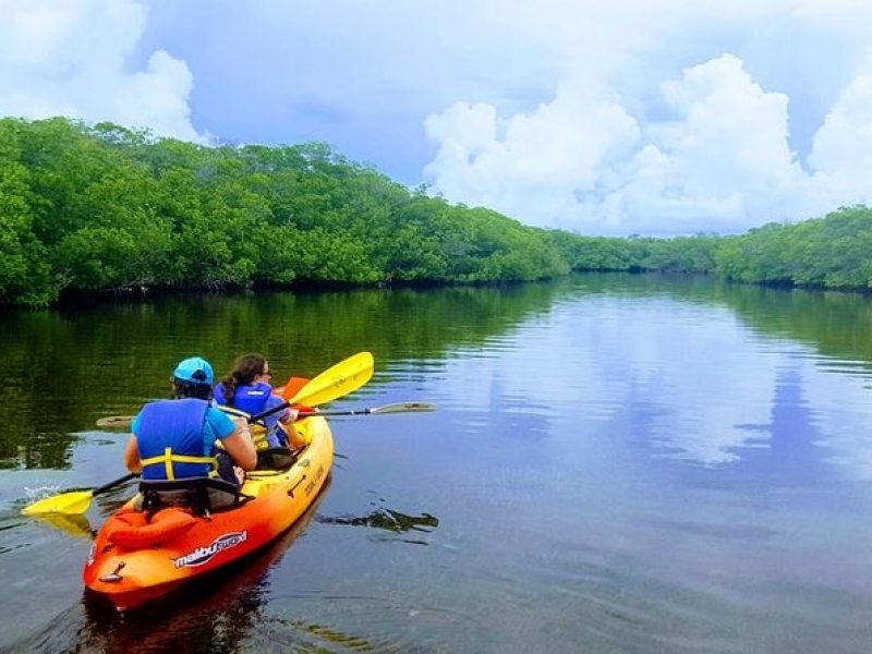 Explore Mangrove Creeks with an All Day SUP/single kayak Rental